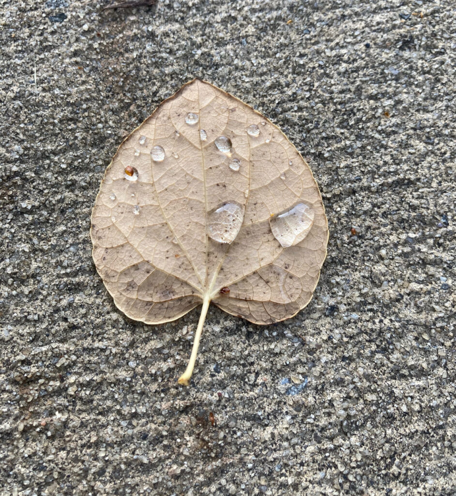 Close up of dewy leaf on pavement